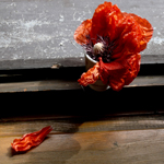 3. m�sto: E. Cimburkov�