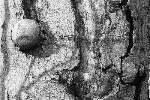 J. Joch: Kmeny A 111ajochn.jpg, 41kB