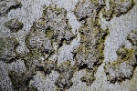 J. Joch: Kmeny B 111bjochn.jpg, 42kB