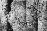 J. Joch: Kmeny C 111cjochn.jpg, 40kB